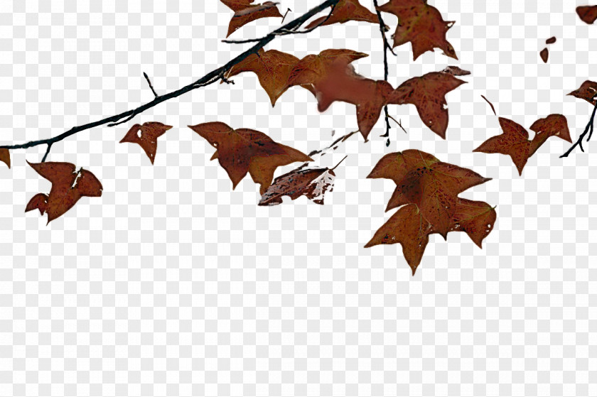 Leaf M-tree Bat-m Branching Tree PNG