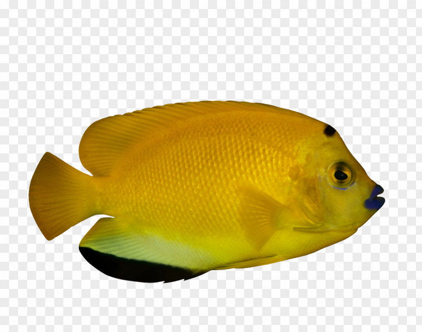 Tropical Fish Ornamental Deep Sea PNG