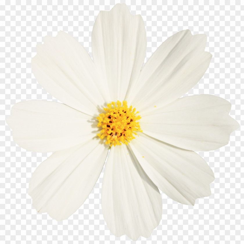 Abstract Flowers Creative Floral Celebration,Beautiful White Chrysanthemum Indicum Petal Oxeye Daisy PNG