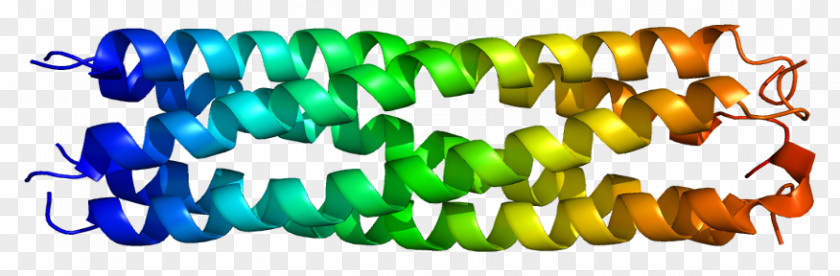 Animal Cell Growth Cartilage Oligomeric Matrix Protein Extracellular Collagen PNG