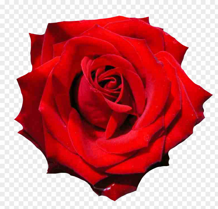 Bela E A Fera Garden Roses Floribunda Cabbage Rose Black PNG