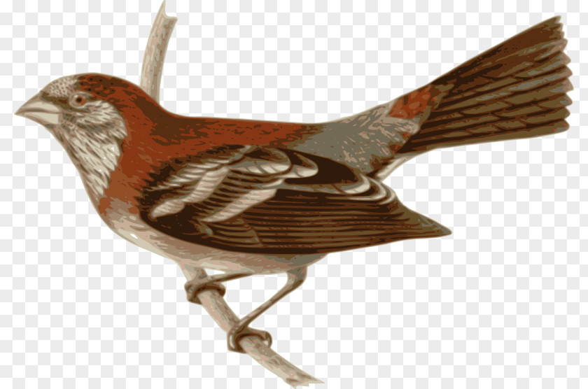 Bird Three-banded Rosefinch Clip Art PNG