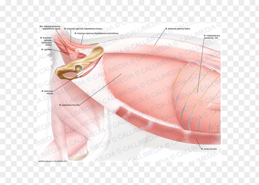 Abdomen Anatomy Thumb Cheek /m/02csf Nerve Blood Vessel PNG