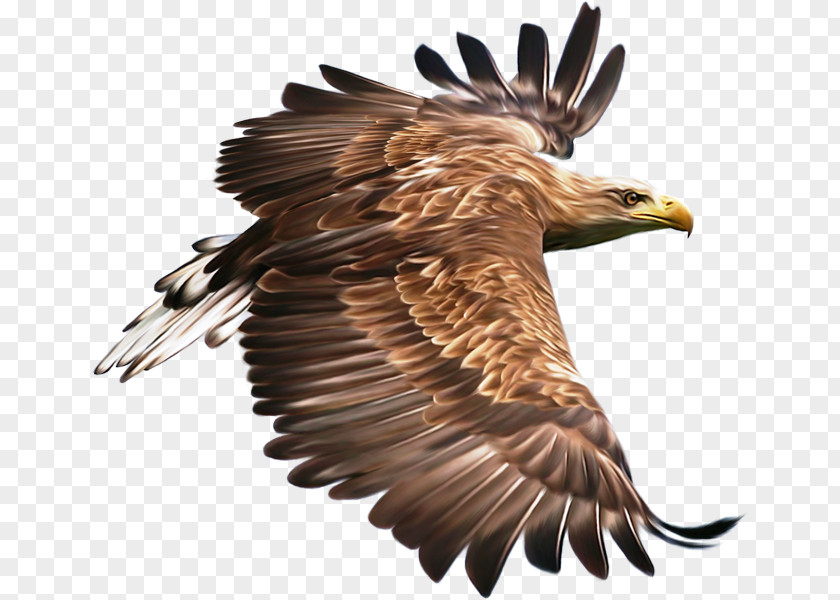 Bird Hawk Eagle Clip Art PNG