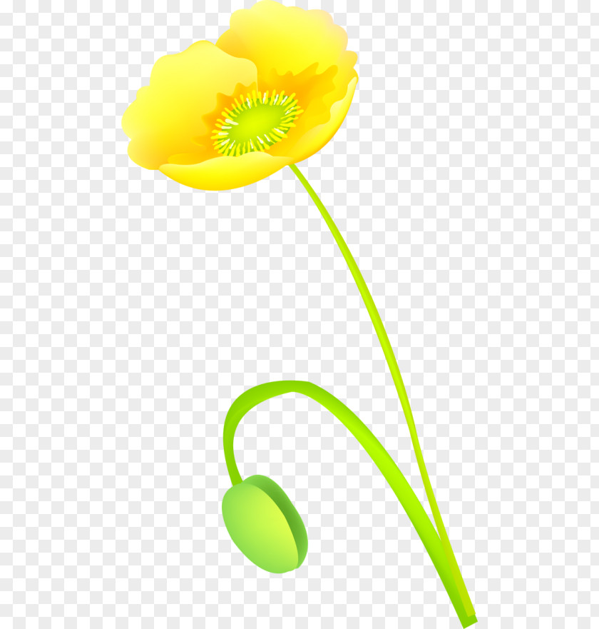 Flower Petal Google Images Internet PNG