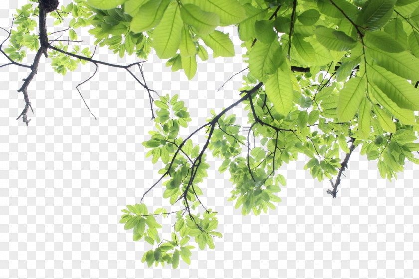 Leaves PNG clipart PNG