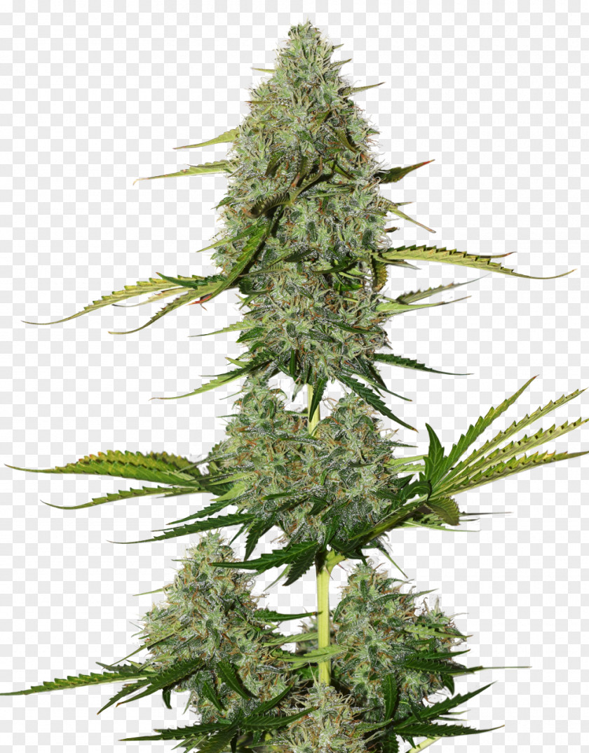 Cannabis Autoflowering Seed White Widow Sativa PNG