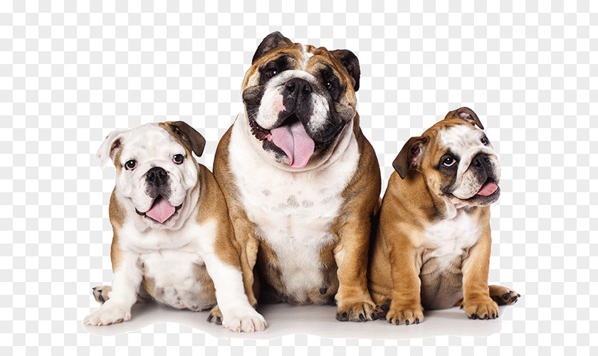 Bulldog And Friends French English Mastiff American Pit Bull Terrier PNG