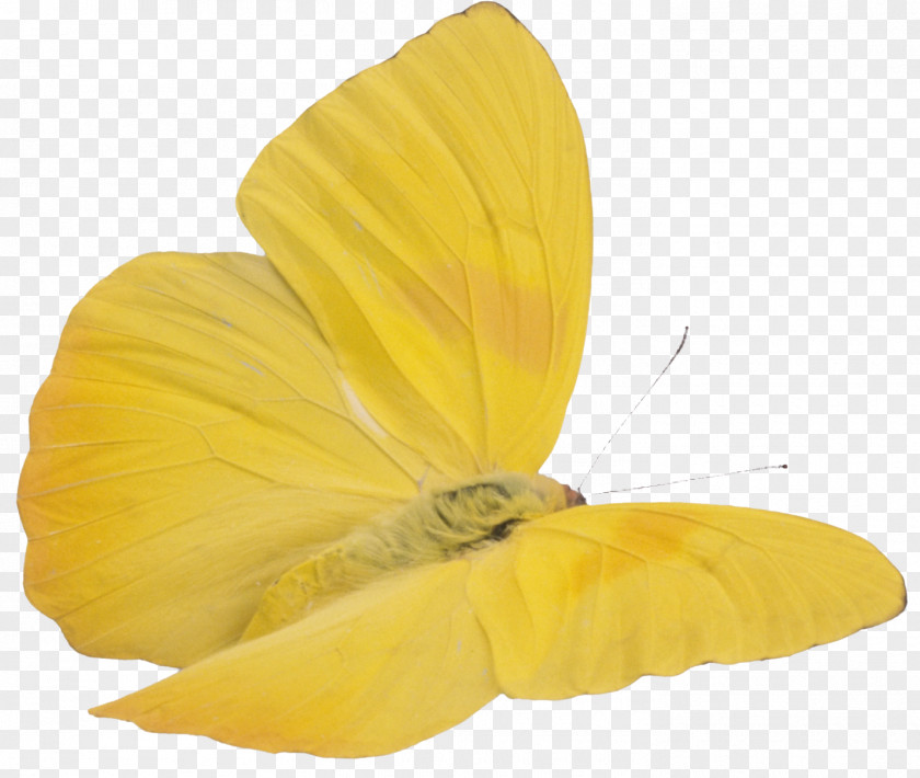 Butterfly Yellow Clip Art PNG