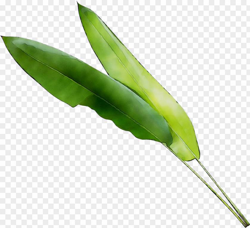 Leaf Vegetable Plant Stem Plants PNG