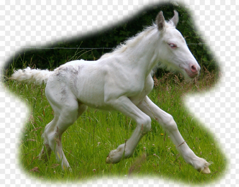 Mustang Foal Colt Stallion Mare PNG