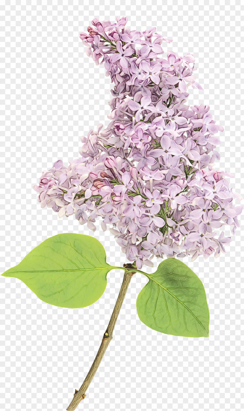 Blossom Tree Lilac Flower Plant Branch PNG