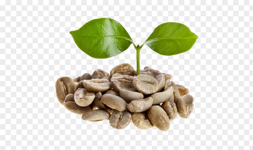 Coffee Green Extract Bean Espresso Dry Roasting PNG