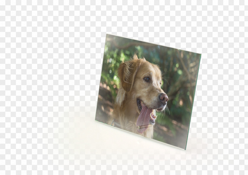 Home Page Poster Dog Breed Puppy Snout Picture Frames PNG