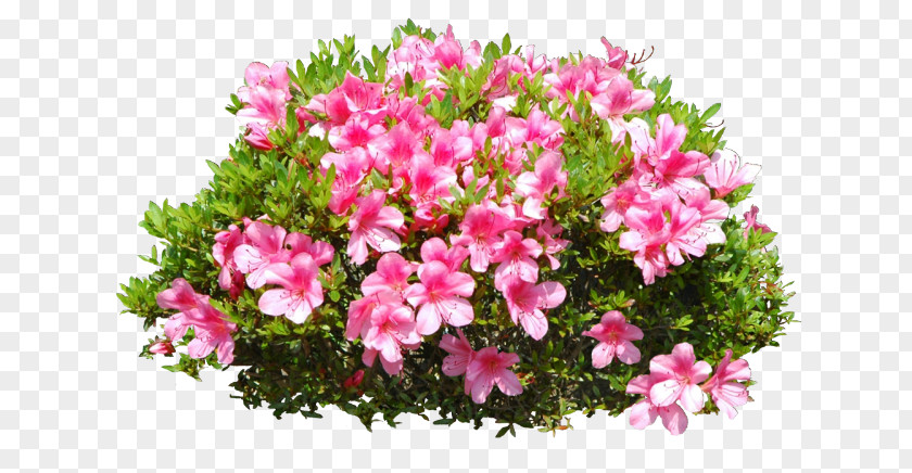 Plant Identification Shrub PNG