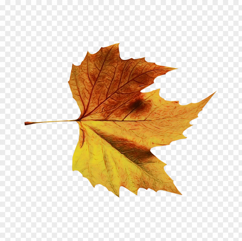 Sweet Gum Grape Leaves Autumn Watercolor PNG