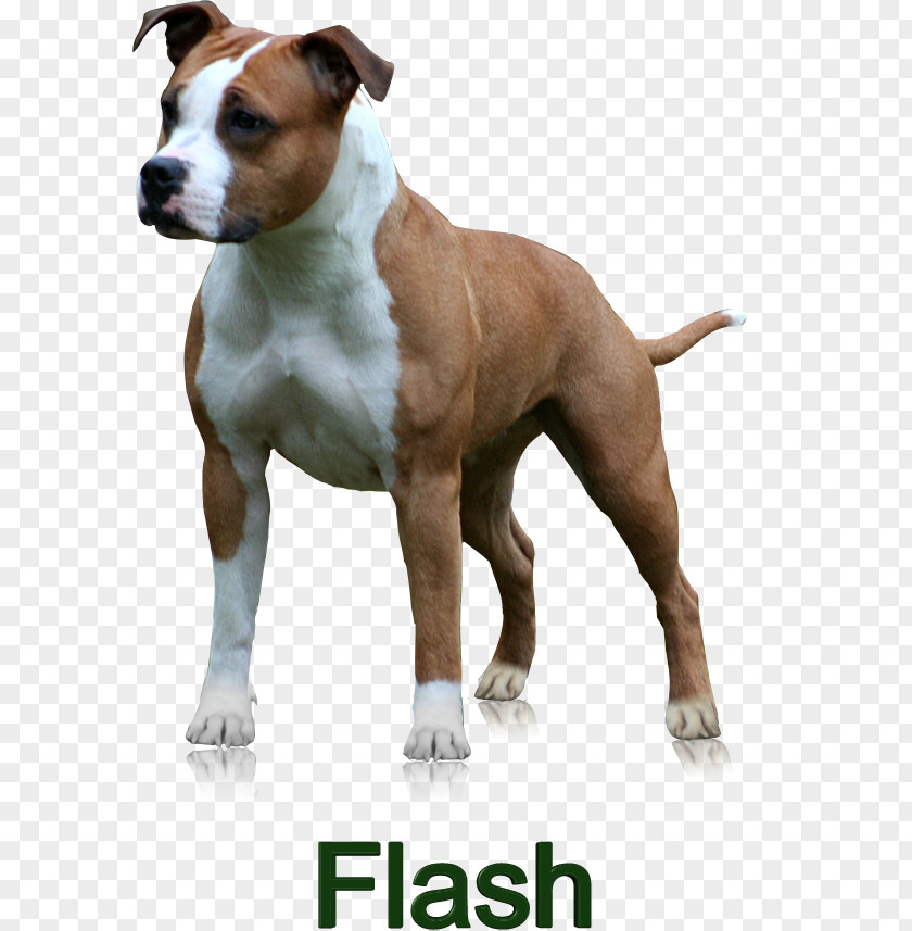 American Staffordshire Terrier Dog Breed Bull And Pit PNG