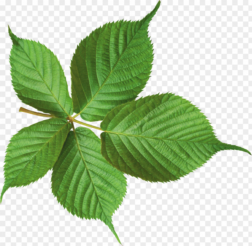 Green Leaf PNG