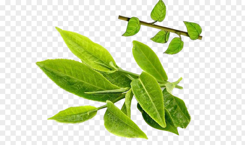 Green Tea Japanese Camellia Sinensis Plant PNG