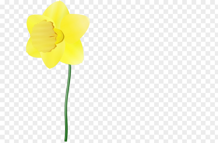 Plant Stem Amaryllis Family Yellow Flower Petal Narcissus PNG