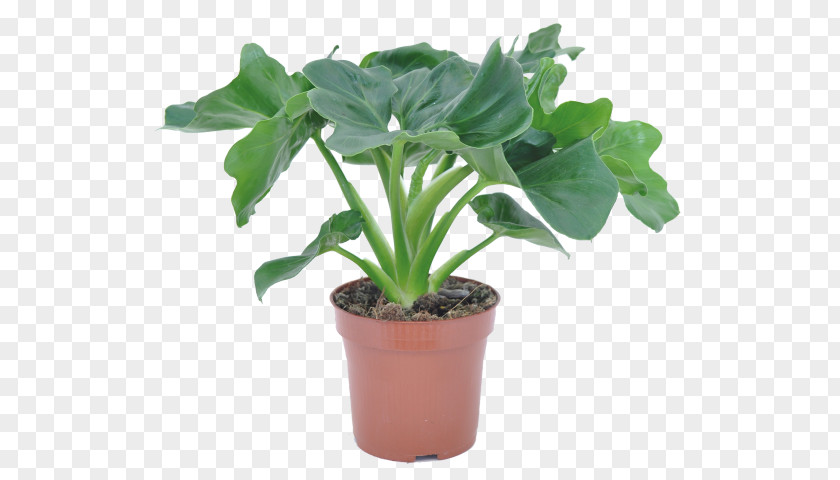 Plant Tree Philodendron Houseplant Hederaceum Xanadu Chinese Evergreens PNG