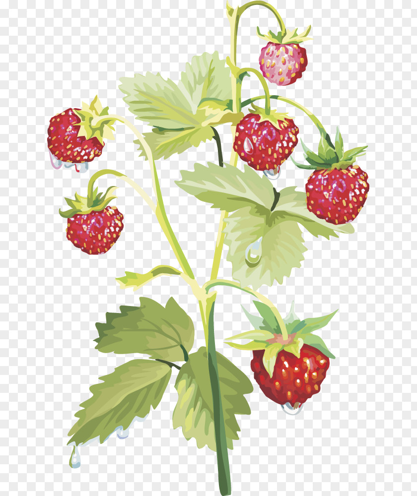 Vector Strawberry Fruit Musk Food PNG