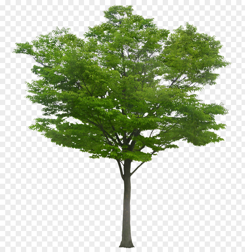 Arboles Tree Populus Alba PNG