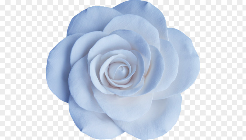 Flower Garden Roses Blue Rose Centifolia Floribunda PNG