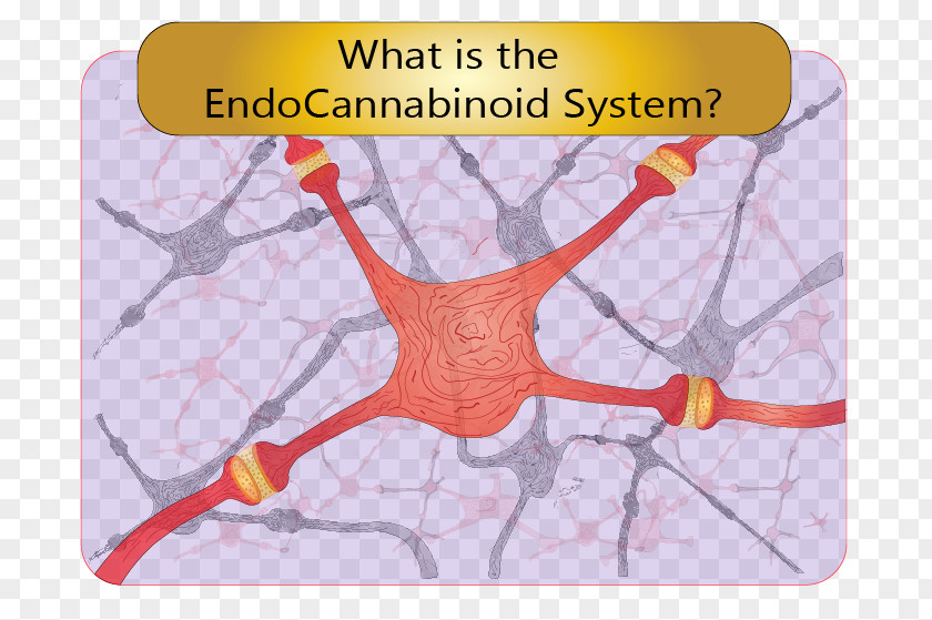 Endocannabinoid System Cannabinoid Receptor Human Body PNG