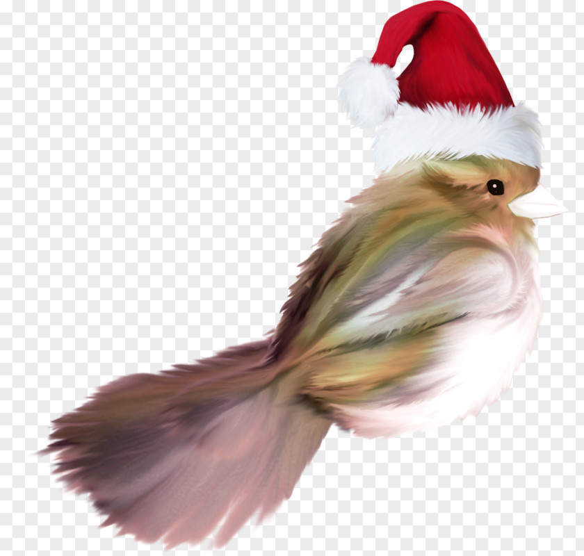 Feather Christmas Ornament Beak Tail PNG