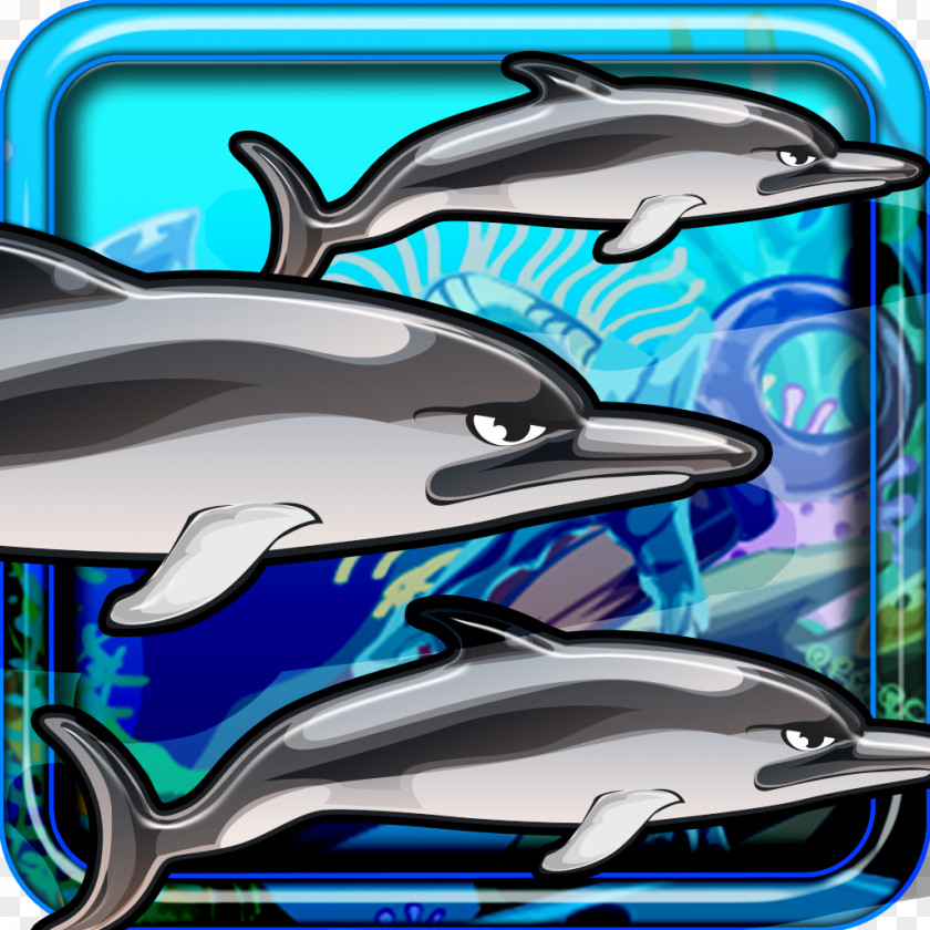 Flippers Common Bottlenose Dolphin Wholphin Marine Mammal Cetacea PNG