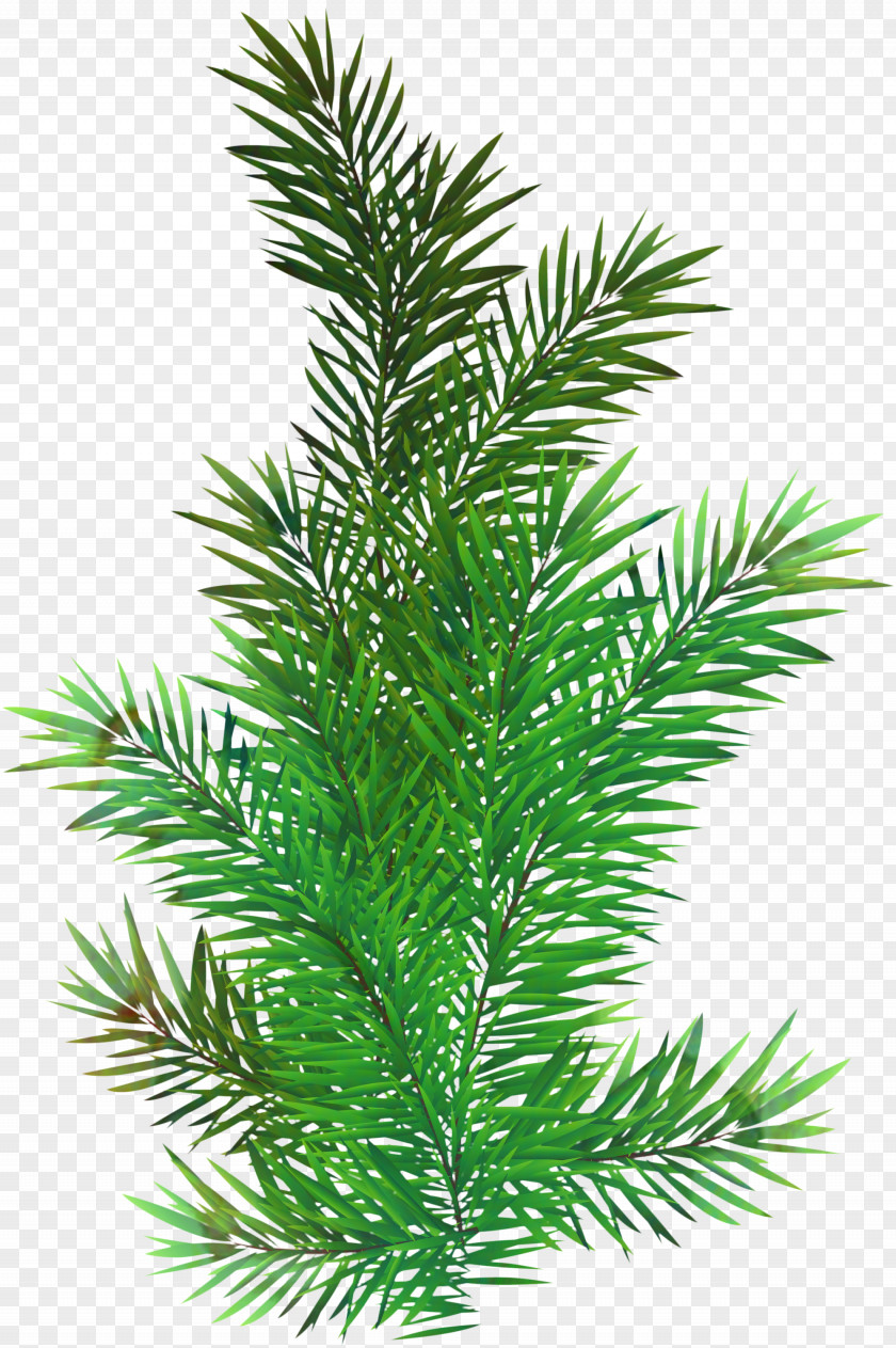 Juniper Taxus Baccata Family Tree Background PNG