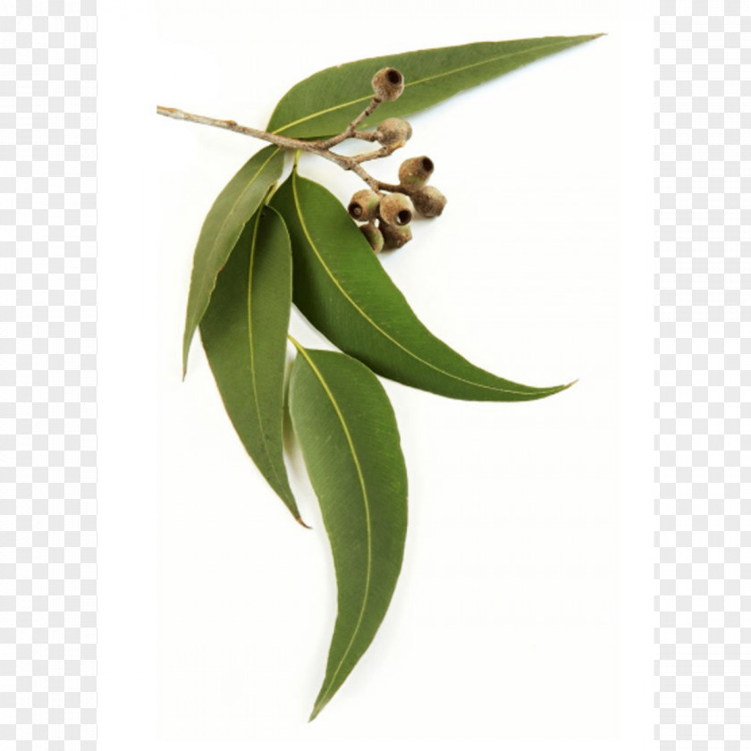 Leaf Eucalyptus Oil Radiata Stock Photography Essential PNG