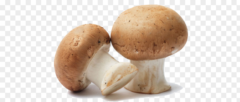 Mushroom Common Edible Fungiculture Oyster PNG