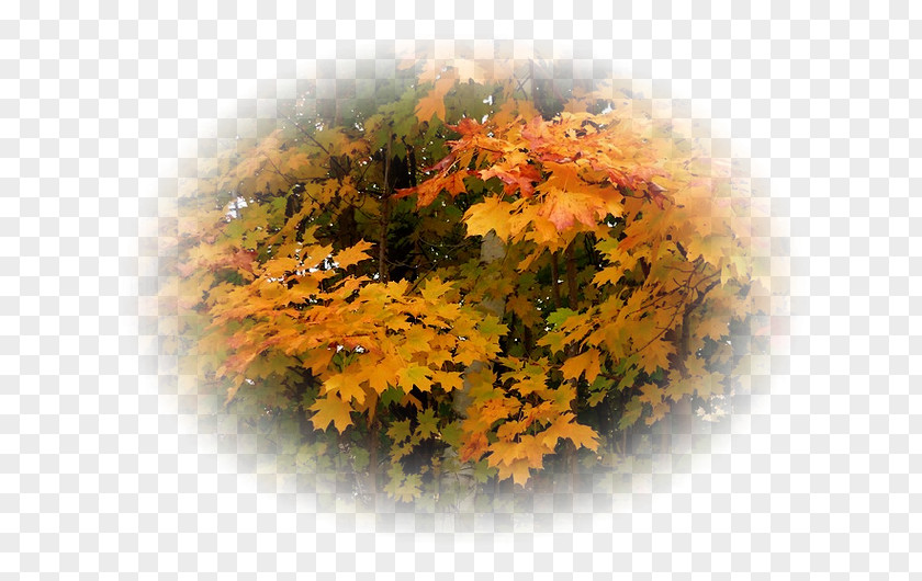 Orman Landscape Autumn PNG