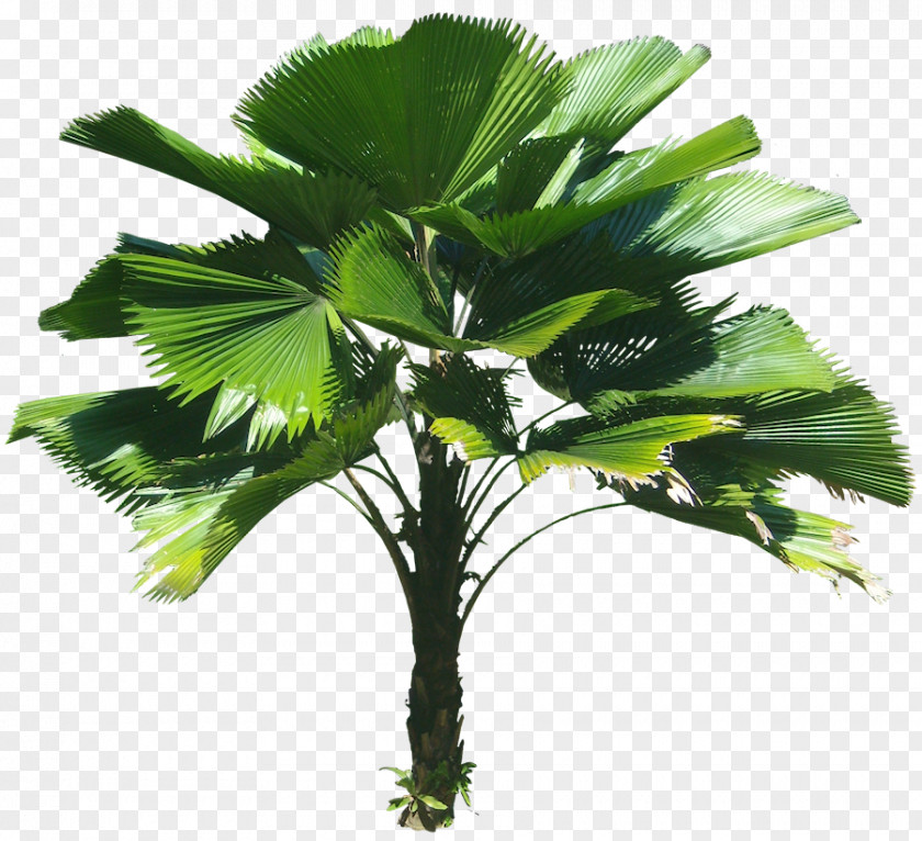 Tropical Plant Tree Tropics PNG