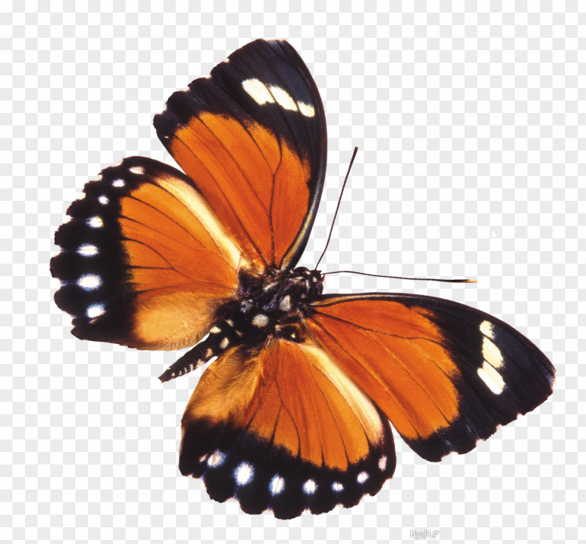 Butterfly Vecteur Insect PNG