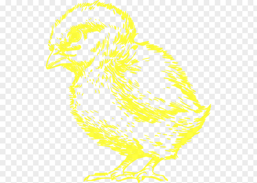 Chicken Bird Beak Galliformes Feather PNG