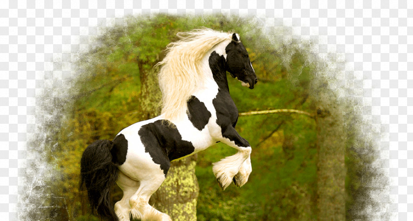 Gypsy Horse Mane Foal Pony Stallion PNG
