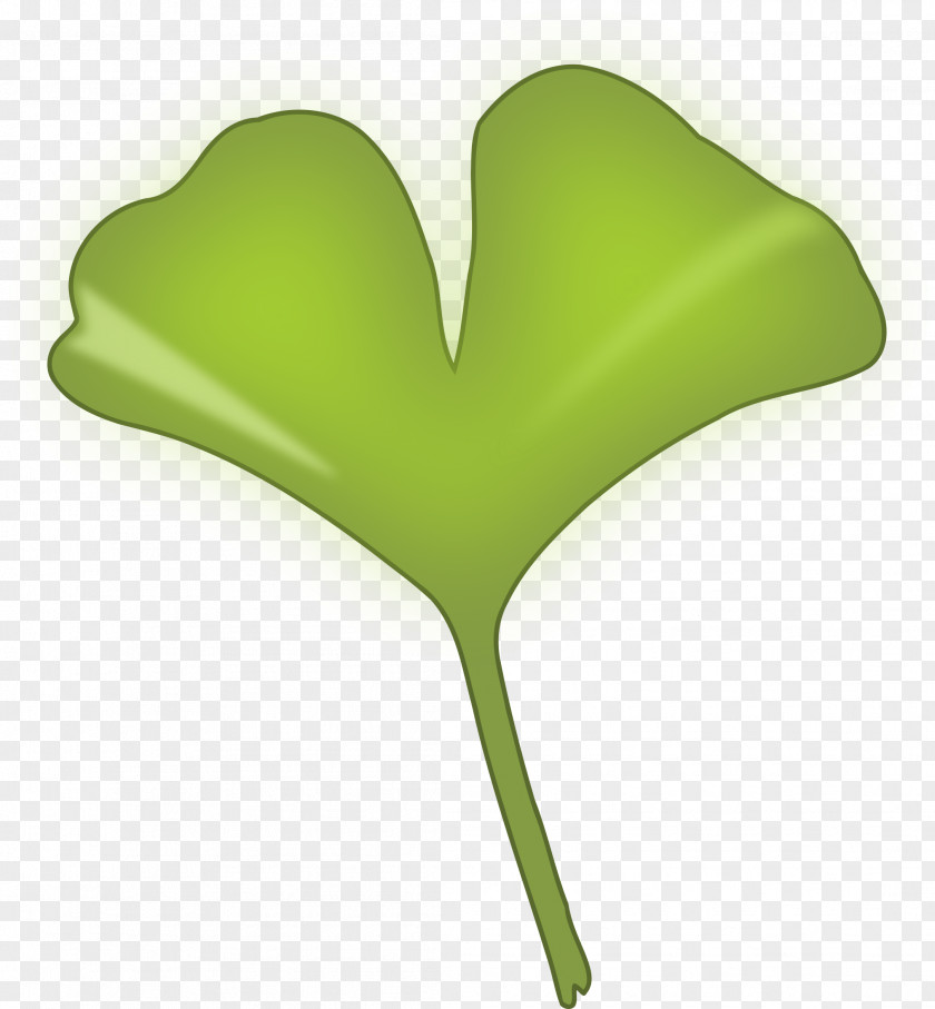 Leaf Ginkgo Biloba Tree Ginkgoaceae Clip Art PNG