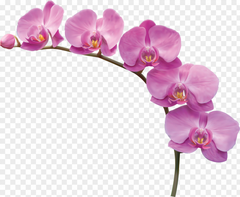 Orchid Flowers Flower PNG