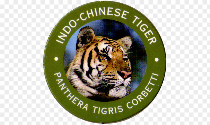 Tiger Big Cat Wildlife Animated Film PNG