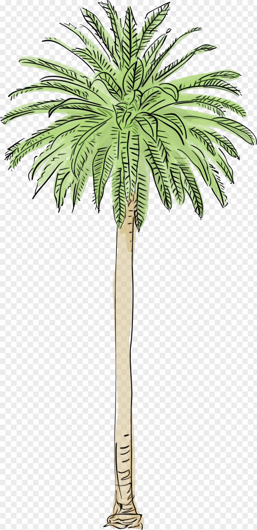 Attalea Speciosa Flower Palm Oil Tree PNG