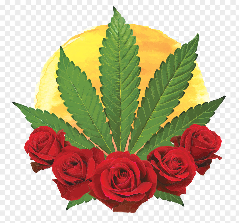 Cannabis Sativa Garden Roses Marijuana Hemp PNG