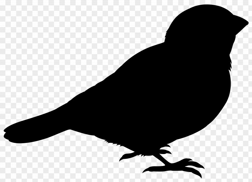 Pigeons And Doves Bird Rock Dove Vector Graphics Silhouette PNG