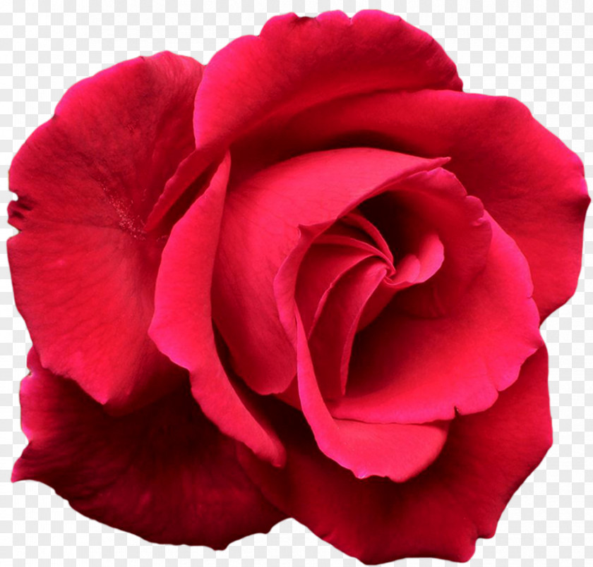 Red Rose Decorative Garden Roses Flower Complete Guide To Desktop Wallpaper PNG