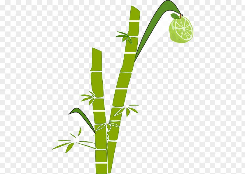 Sugarcane Clip Art PNG