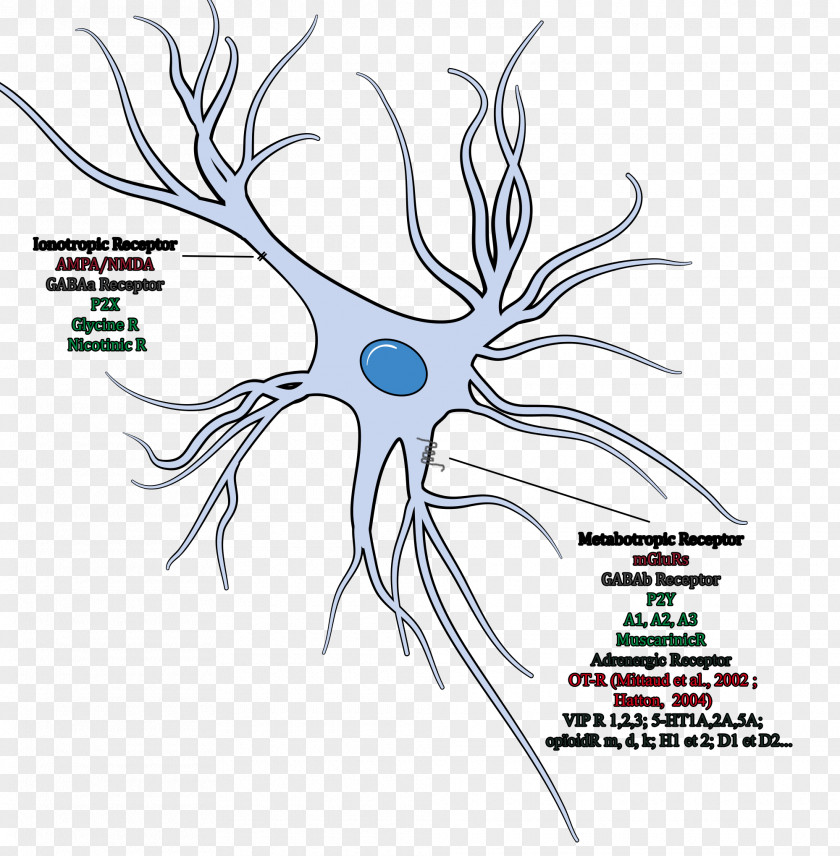 Neurons Neuroglia Cell Oligodendrocyte Brain Neuron PNG