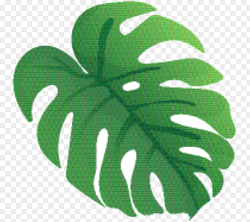 Plant Monstera Deliciosa Green Leaf Background PNG