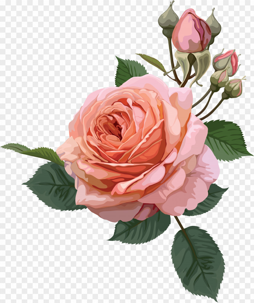 Rose Flower Desktop Wallpaper PNG